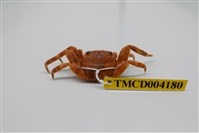 藏品(白紋方蟹)的圖片